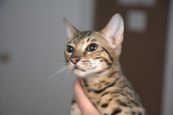 Bagheera 